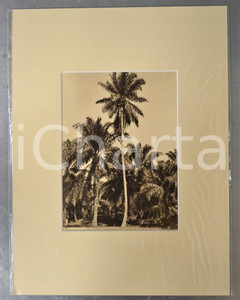1950 ca AFRICA Veduta con palmeto - Foto artistica Jacques DONCQ 30x40 cm  Fotografia originale d'epoca, incorniciata con passepartout in cartoncino pesante e fissata con adesivo al retro.Velina protettiva.FOTOGRAFO: Jacques DoncqCONDIZIONI: GFORMATO: 17x23 cm (fotografia); 30x40 cm (cartoncino)    originale e autentica 1