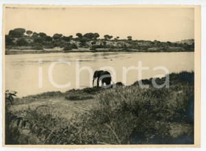 1960 ca SOUTH AFRICA Elefante nella savana - Foto ARTISTICA 23x17 cm  Fotografia originale d'epoca.CONDIZIONI: G (lievi difetti di stampa)FORMATO: 23x17 cm    originale e autentica 1