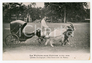 Cartolina originale da collezione 1910 ca PARIS Jardin Zoologique  Voiture aux chÃ¨vres a cou noir  Carte postale 1