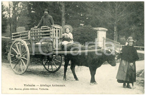 1910 ca VIELSALM (BELGIQUE) Attelage Ardennais - Carte postale ANIMEE Cartolina postale d'epoca, non viaggiata.FORMATO: FPCONDIZIONI: GEDITORE: Baccus - Vielsalm    originale e autentica 1
