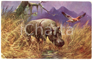 1910 ANIMALS Hippopotamus in the savanna with a vulture - Vintage postcard  Cartolina postale d'epoca, viaggiata.CONDIZIONI: POOR (piegatura e abrasione all'angolo inferiore sinistro; minimo residuo di colla in superficie al lato destro)FORMATO: FP    originale e autentica 1