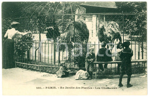 1900 ca PARIS Jardin des plantes - Chameaux - Carte postale FP NV  Cartolina d'epoca, non viaggiata. FAIR/discreto Lievi smussature agli angoli Formato: FP originale e autentica 1