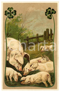 1907 GOOD LUCK SIGN - Pigs eating - Four leaf clovers *Embossed postcard  Cartolina postale d'epoca, viaggiata, in rilievo.CONDIZIONI: G (minima smussatura angolare)FORMATO: FP    originale e autentica 1