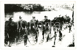 1920 ca CONGO BELGE Washing the elephants in the river -  Postcard FP NV  Cartolina postale d'epoca, non viaggiata.CONDIZIONI:FAIR (bassa qualit&agrave; di stampa)FORMATO: FP    originale e autentica 1