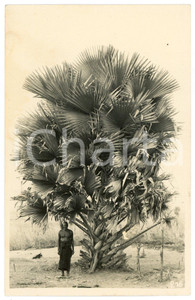 1930 CONGO BELGE - Indigène avec palmier - Photo Léopold GABRIEL 216 Fotografia originale d'epoca, con didascalia manoscritta al verso.FOTOGRAFO: L&eacute;opold Gabriel - Elisabethville  GOOD/buono  Formato: 9x14 cm originale e autentica 1