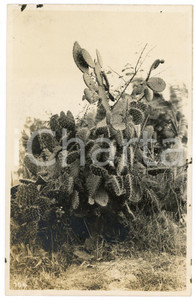 1930 ca CONGO BELGE - FLORA - Cactus - Photo L. GABRIEL 104 Fotografia originale d'epoca, in formato cartolina postale.FOTOGRAFO: L&eacute;opold Gabriel - Panda - Katanga  FAIR/discreto piccoli residui cartacei al lato superiore Formato: 9x14 cm originale e autentica 1