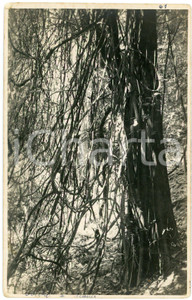 1930 ca CONGO BELGE - KATANGA - Arbre à lianes - Photo Léopold GABRIEL 60 Fotografia originale d'epoca, in formato cartolina postale.FOTOGRAFO: L&eacute;opold Gabriel - Panda - Katanga  GOOD/buono  Formato: 9x14 cm originale e autentica 1