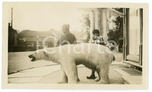 1940 ca TROMSO - NORWAY Ours blanc et lapons - Polar bear and lapps - Photo 11x6 Fotografia d'epoca.  FAIR/discreto Lievi piegature Formato: 11x6 originale e autentica 1