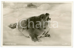 1936 SVALBARD (NORWAY) Seal pup - Postcard FP VG  Cartolina d'epoca, viaggiata. FAIR/discreto Lievi smussature agli angoli Formato: FP originale e autentica 1