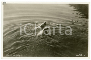 1935 ca SVALBARD (NORWAY) Polar bears - Postcard FP NV  Cartolina d'epoca, non viaggiata. FAIR/discreto Lievi smussature agli angoli Formato: FP originale e autentica 1