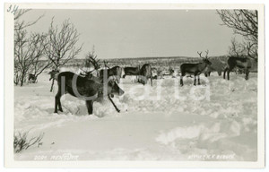 1935 ca NORWAY Reindeer herd - Postcard FP NV  Cartolina d'epoca, non viaggiata. FAIR/discreto Lievi smussature agli angoli Formato: FP originale e autentica 1