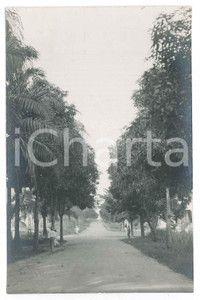 1930 ca C. ZAGOURSKI (?) AFRIQUE - CONGO BELGE - Allée *Photo ANIMÉE  Fotocartolina postale d'epoca, attibuita al fotografo Casimir Zagourski.CONDIZIONI: GFORMATO: 9x14 cm    originale e autentica 1