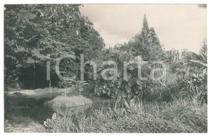 1930 ca C. ZAGOURSKI (?) CONGO BELGE - Jardin botanique (5) *Photo  Fotocartolina postale d'epoca, attibuita al fotografo Casimir Zagourski.CONDIZIONI: G FORMATO: 14x9 cm    originale e autentica 1