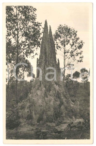 1930 ca C. ZAGOURSKI «L'Afrique qui disparaît» Thermitière - Postcard n. 182  Fotocartolina postale d'epoca, appartenente alla serie &laquo;L'Afrique qui dispara&icirc;t&raquo; del fotografo Casimir Zagourski (L&eacute;opoldville).N&deg; 182, non viaggiata.CONDIZIONI: G FORMATO: 9x14 cm    originale e autentica 1