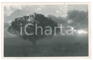 1930 ca C. ZAGOURSKI «L'Afrique qui disparaît» KIVU - Tornade s'approche n.96  Fotocartolina postale d'epoca, appartenente alla 2^serie &laquo;L'Afrique qui dispara&icirc;t&raquo; del fotografo Casimir Zagourski (L&eacute;opoldville).N&deg; 96, non viaggiata.CONDIZIONI: G FORMATO: 14x9 cm    originale e autentica 1