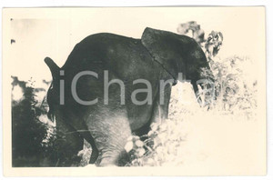 1930ca C. ZAGOURSKI «L'Afrique qui disparaît» CONGO BELGE Eléphant ^Postcard 185  Fotocartolina postale d'epoca, appartenente alla 2a serie &laquo;L'Afrique qui dispara&icirc;t&raquo; del fotografo Casimir Zagourski (L&eacute;opoldville).N&deg; 185, non viaggiata.Al verso timbro: "Henri Nicaise Photographe - Namur"CONDIZIONI: FAIR (lieve smussatura all'angolo superiore sinistro) FORMATO: 14x9 cm     originale e autentica 1