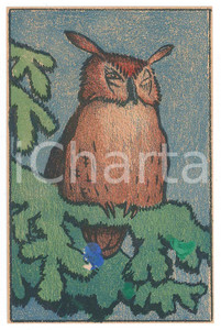 1910 ca ANIMALS Sleeping owl ILLUSTRATED Postcard FP NV  Cartolina d'epoca, illustrata, non viaggiata.CONDIZIONI: VERY POOR (macchie al recto, parziale distacco al margine superiore)FORMATO: FP    originale e autentica 1