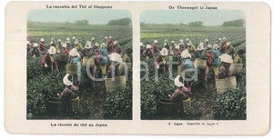 1910 ca JAPAN - Teernte - Raccolta del the - ETHNIC Color Stereoview n° 6  Fotografia stereoscopica d'epoca, a colori.EDITORE: NPG  GOOD/buono  Formato: 18x9 cm originale e autentica 1