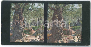 1910 ca JERUSALEM Gethsemane - Stereoview Chromoplast-Bild 162 Fotografia stereoscopica d'epoca, su cartoncino morbido.EDITORE:  Chromoplast-Bild n&deg; 171  GOOD/buono  Formato: 18x9 cm originale e autentica 1