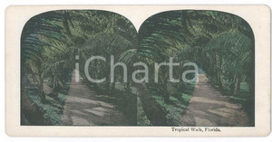 1900 ca USA - FLORIDA - Tropical Walk *Chromolithograph Stereoview Fotografia stereoscopica d'epoca, in cromolitografia, su cartoncino.  GOOD/buono  Formato: 18x9 cm originale e autentica 1