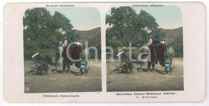 1905 ca SIKKIM - HIMALAYA Eléphants domestiqués - Stereoscopic photo n.75 Fotografia stereoscopica d'epoca.  GOOD/buono  Formato: 18x9 cm originale e autentica 1