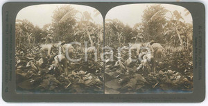 1905 HAVANA (CUBA) A farmer cutting his tobacco *Stereoview WHITE 7240 Fotografia stereoscopica d'epoca, su cartoncino rigido.EDITORE: H. C. White, USA   GOOD/buono ma piccola abrasione al verso Formato: 18x9 cm originale e autentica 1
