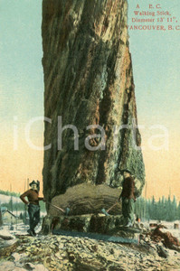 1910 ca VANCOUVER Western redceder BRITISH COLUMBIA walking stick - Postcard FP NV  Cartolina postale d'epoca, non viaggiata.CONDIZIONI: FFORMATO: FP    originale e autentica 1