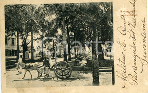 1905 ca PARAMARIBO (SURINAME) Donkey drags a cart on the road - Vintage postcard  Cartolina postale d'epoca, viaggiata.CONDIZIONI: POOR (abrasione all'angolo superiore destro)FORMATO: FP    originale e autentica 1