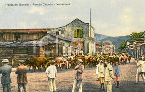 1910 ca PUERTO CABELLO (VENEZUELA) Traida de Ganado - Tarjeta postal vintage  Cartolina postale d'epoca, non viaggiata.CONDIZIONI: GFORMATO: FP    originale e autentica 1