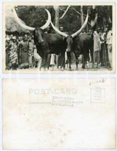 1930 ca C. ZAGOURSKI «L'Afrique qui disparaît» RUANDA Bétail sacré *Postcard 103  Fotocartolina postale d'epoca, appartenente alla serie &laquo;L'Afrique qui dispara&icirc;t&raquo; del fotografo Casimir Zagourski (L&eacute;opoldville).Non viaggiata.CONDIZIONI: POOR (bassa qualit&agrave; di stampa)FORMATO: 14x9 cm    originale e autentica 1