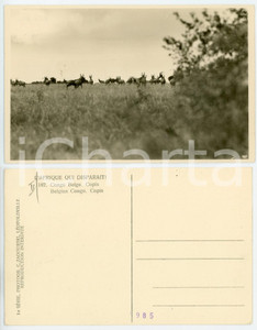 1930 C. ZAGOURSKI «L'Afrique qui disparaît» CONGO BELGE Copis *Postcard n.187  Fotocartolina postale d'epoca, appartenente alla 2^ serie «L'Afrique qui disparaît» del fotografo Casimir Zagourski (Léopoldville).N°187, non viaggiata. GOOD/buono  Formato: 14x9 cm originale e autentica 1