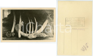 1930 C. ZAGOURSKI «L'Afrique qui disparaît» KENIA Maladies et curiosités n.200  Fotocartolina postale d'epoca, appartenente alla 2^ serie «L'Afrique qui disparaît» del fotografo Casimir Zagourski (Léopoldville).N°200, non viaggiata.  GOOD/buono  FORMATO: 14x9 cm originale e autentica 1