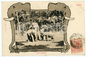 1903 CEYLON - SRI LANKA Elephants - Vintage Postcard FP VG Cartolina postale d'epoca, viaggiata. CONDIZIONI: FAIRFORMATO: FP    originale e autentica 1