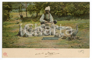 1906 SOUTH AFRICA Feeding young ostriches - Vintage Postcard FP NV Cartolina postale d'epoca, viaggiata. CONDIZIONI: FAIRFORMATO: FP    originale e autentica 1
