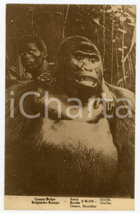 1910 ca COSTUMES CONGO BELGE Gorille - Carte postale Série REEKS  Cartolina postale d'epoca, non viaggiata.CONDIZIONI: GFORMATO: FP    originale e autentica 1