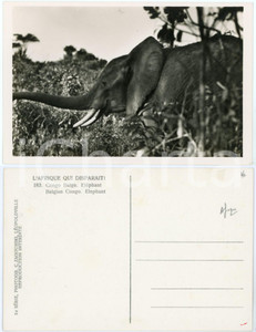 1930 ca C. ZAGOURSKI «L'Afrique qui disparaît» CONGO BELGE - Eléphant - Postcard  Fotocartolina postale d'epoca, appartenente alla 2a serie &laquo;L'Afrique qui dispara&icirc;t&raquo; del fotografo Casimir Zagourski (L&eacute;opoldville).N&deg; 185, non viaggiata.CONDIZIONI: FAIR (macchie al verso)FORMATO: 14x9 cm    originale e autentica 1