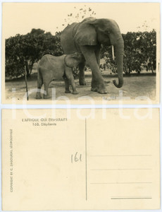 1930 ca C. ZAGOURSKI «L'Afrique qui disparaît» Eléphants *Postcard 168  Fotocartolina postale d'epoca, appartenente alla serie &laquo;L'Afrique qui dispara&icirc;t&raquo; del fotografo Casimir Zagourski (L&eacute;opoldville).N&deg; 168, non viaggiata.CONDIZIONI: G (minima smussatura angolare)FORMATO: 14x9 cm    originale e autentica 1