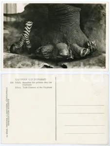 Cartolina originale da collezione 1930 C. ZAGOURSKI Â«L Afrique qui disparaÃ®tÂ» KENIA Maladie des pointes Ã©lÃ©phants 1