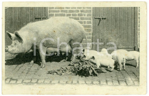1905 ANIMALS Mum pig and baby pigs scene - Vintage postcard  Cartolina postale d'epoca, viaggiata.CONDIZIONI: P (abrasioni al recto; piccole pieghe angolari; fioriture al recto)FORMATO: FP    originale e autentica 1