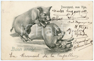 1907 BUON ANNO Doucement, mon vieu - Fighting pigs - Vintage postcard FP VG  Cartolina postale d'epoca, viaggiata.CONDIZIONI: FAIRFORMATO: FP    originale e autentica 1