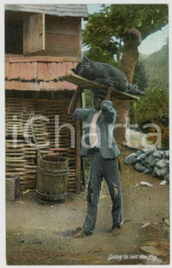 1910 ca JAMAICA Going to sell the pig  - Old chromo postcard  Cartolina postale d'epoca, non viaggiata.CONDIZIONI: G FORMATO: FP    originale e autentica 1