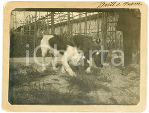 1900 ca LOMBARDIA - CANI - Ritratto segugi Brill e Fram in campagna (2) Foto Fotografia d'epoca, montata su cartoncino rigido.FORMATO: 13x10 cmCONDIZIONI: G (ma smussature al cartoncino)    originale e autentica 1
