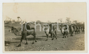 1935 ca CINA - Paesaggio con cammelli - Foto VINTAGE 11x6 cm Fotografia d'epoca.CONDIZIONI: F (lievi smussature angolari, macchia al lato superiore)FORMATO: 11x6 cm    originale e autentica 1