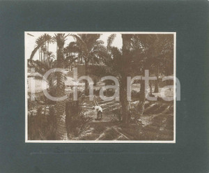 1920 BENGASI (LIBIA ITALIANA) La raccolta dei datteri - Foto C. RIMOLDI 22x18 cm Fotografia originale d'epoca, montata su cartoncino morbido.Al verso &egrave; presente una seconda fotografia, con didascalia "Carovana di cammelli".FOTOGRAFO: C. Rimoldi - BengasiCONDIZIONI: G FORMATO: 22x18 cm    originale e autentica 1