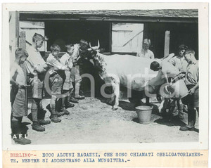 1941 BERLINO - Gioventù hitleriana - Ragazzi addestrati alla mungitura *Foto Fotografia originale d'epoca, con didascalia dattiloscritta. FAIR/discreto fori di affissione angolari Formato: 18x13 cm originale e autentica 1