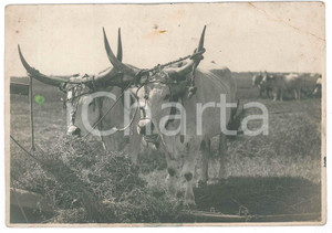 1935 ca OSTIA (RM) Coppia di buoi bardati e pronti al lavoro - Foto 16x12 cm Fotografia d'epoca, con didascalia manoscritta al verso e timbro "Cooperativa agricola fra Ravennati residenti a Ostia". POOR/danneggiato piccoli fori di affissione, ampia piegatura angolare e macchia al lato sinistro Formato: 16x12 cm originale e autentica 1