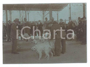 1920 ca BELGIO (?) Cinodromo - Preparazione corsa cani - Fotografia anonima 8x6  Fotografia d'epoca. FAIR/discreto Lievi smussature agli angoli Formato: 8x6 cm originale e autentica 1