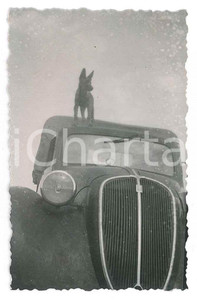 1940 ca ITALIA Cane sul tettuccio di una FIAT 500 TOPOLINO - Fotografia anonima Fotografia d'epoca. FAIR/discreto Lievi smussature Formato: 5x8 cm originale e autentica 1