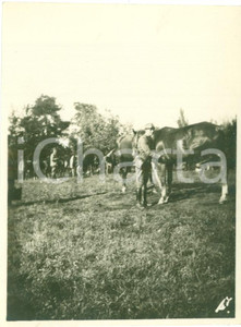 Fotografia d epoca originale 1917 FRONTE DEL PIAVE WWI Cavalli dell 82Â° Reggimento Fanteria Fotografia 1