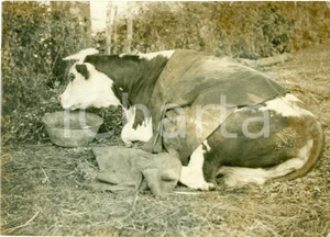 Fotografia d epoca originale 1965 ca PARIS Mucca in periodo di convalescenza FOTOGRAFIA 1